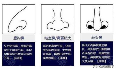 翹鼻面相|鼻型面相大預測